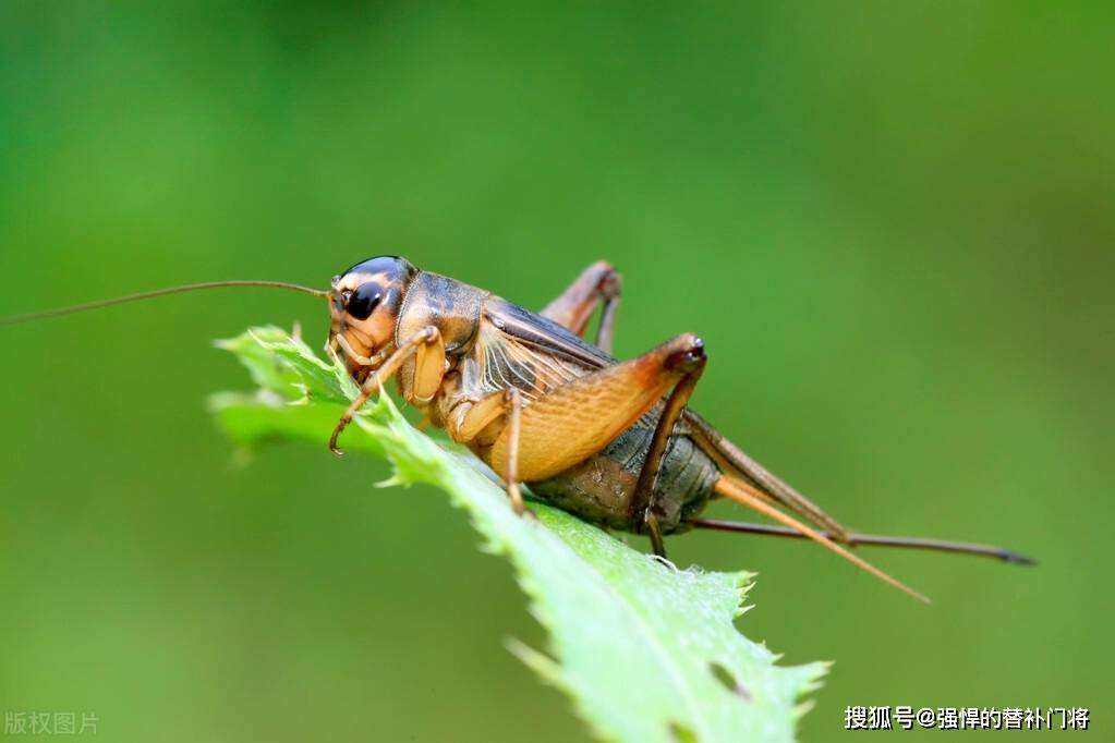 萤火虫和蟋蟀中,哪种昆虫是古人所称的"照夜清"?