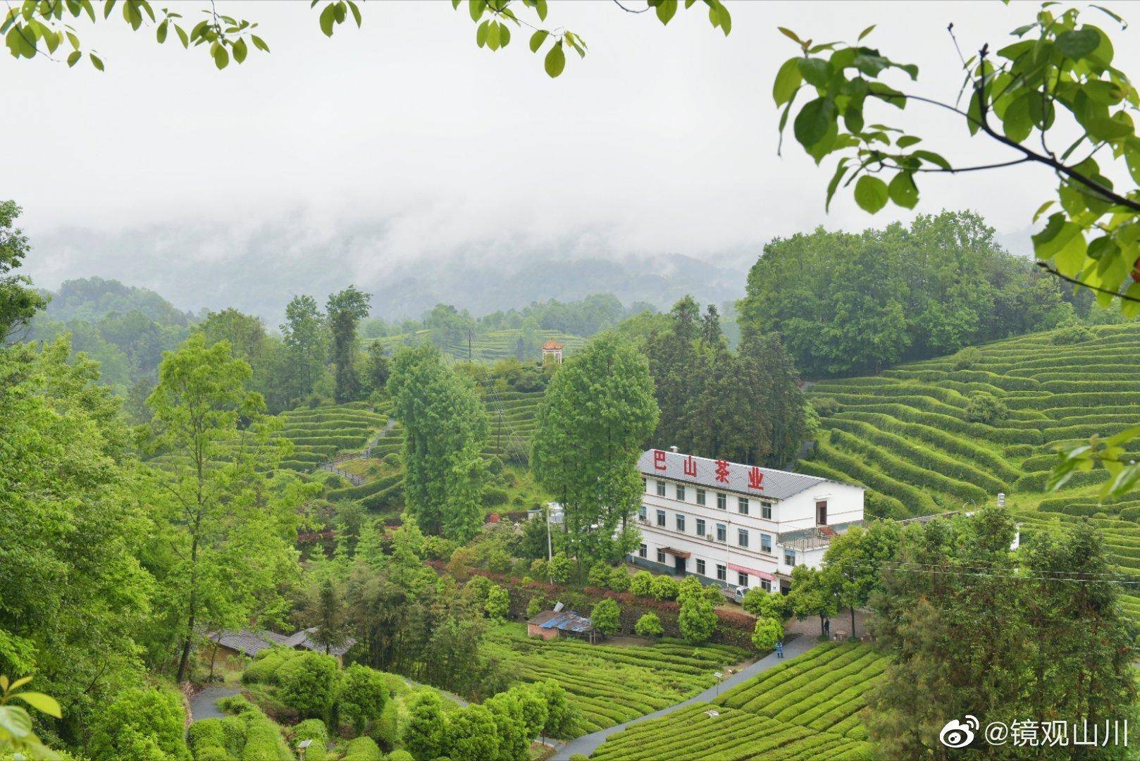 西乡江塝茗茶园 中国最美茶乡