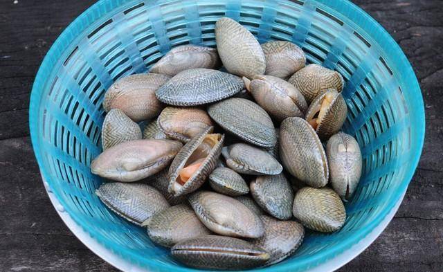 海蛤壳海蛤壳8,海浮石性味归经:咸,寒.归肺经.