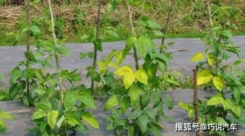 原创            盆栽花卉黄叶，按图索骥治疗（盆载花黄叶怎么办?）