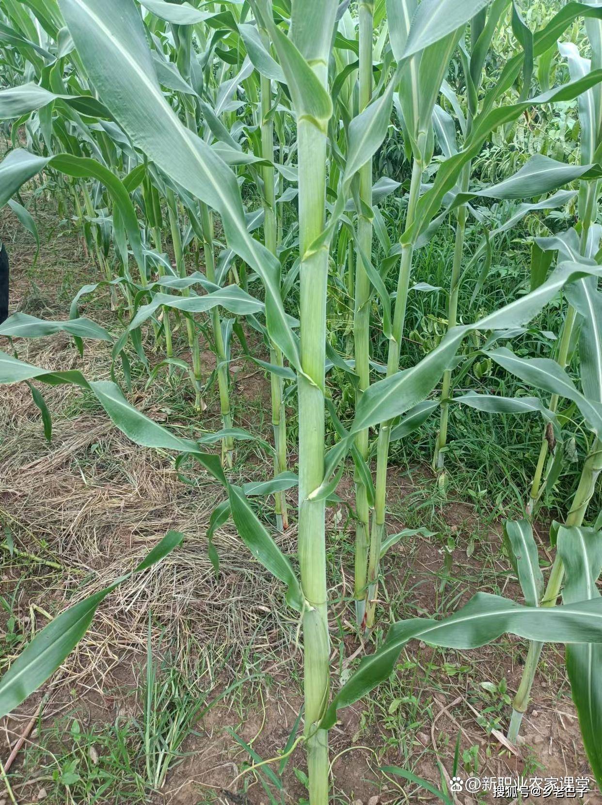 你吃过甜杆高粱吗?