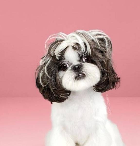 有一种宠物造型叫做"公主切"!靠品种吗?不,靠颜值_狗狗_对比_感觉