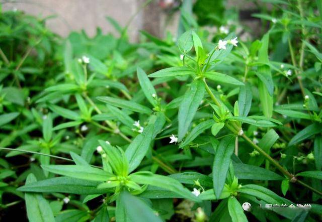 俗名"蛇药草",老人称"肿瘤草",农村路边就有,大家都抢着挖_马齿苋