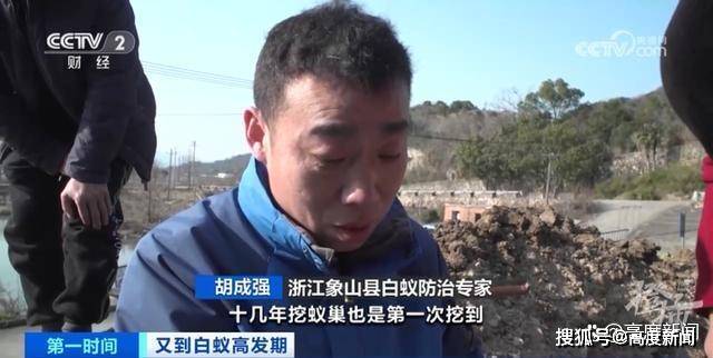 浙江一大坝挖出超百万只白蚁，三只蚁后已生长十几年（挖白蚁巢过程）