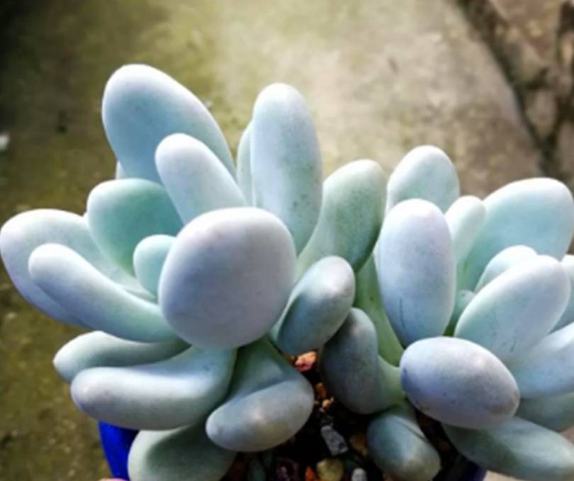 冬天专属多肉冬美人,养护牢记5要点,上色爆头长侧芽_温度_花盆_光照