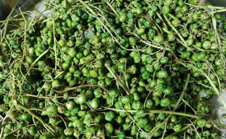 云南当地人介绍这种"鼻涕果",气质甜黏像蜂蜜,吸溜一口好过瘾_植物