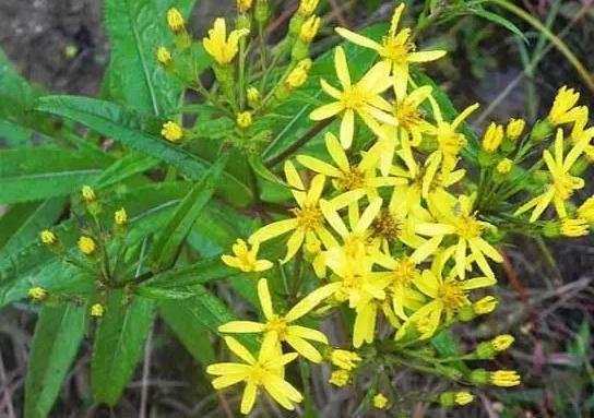 "识得千里光,一世不生疮",千里光是什么植物?