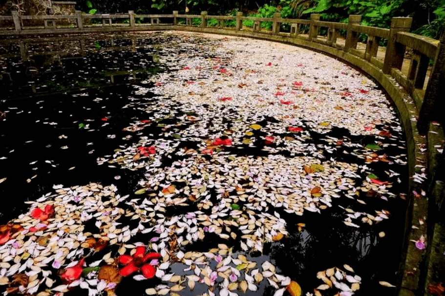 苜蓿花（苜蓿草蜜和花蜜的区别在哪） 第15张