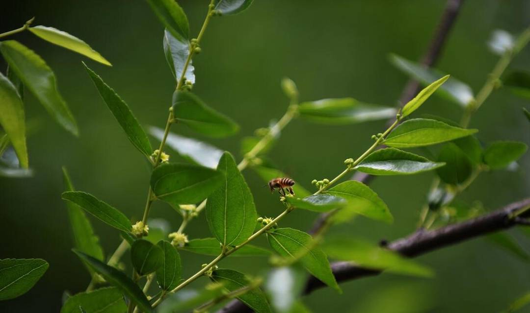 椴树花（椴树花期） 第7张