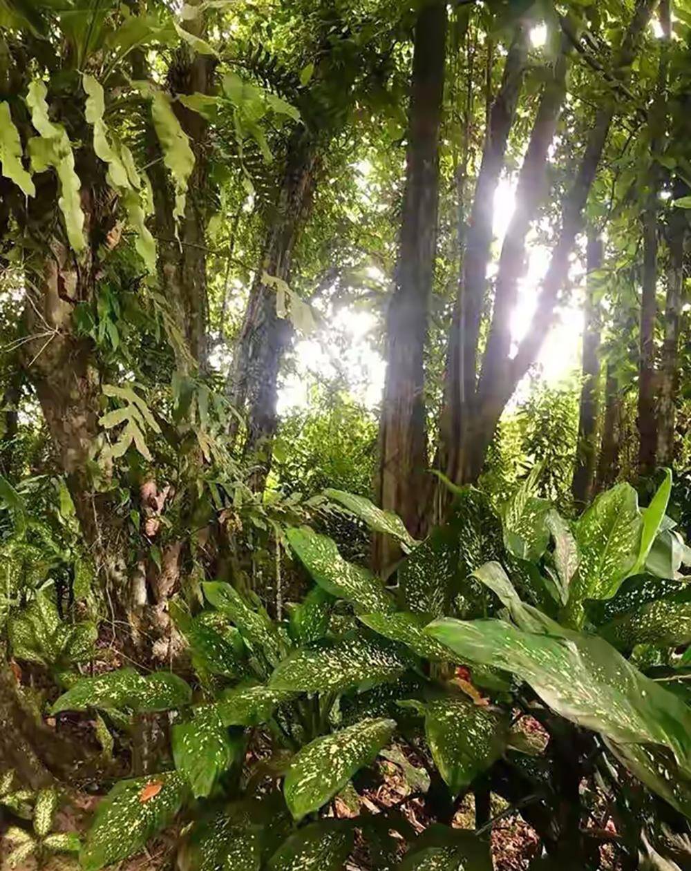 婆罗洲的清晨和童话中所有的森林小屋一样,我住的这间森林小木屋也