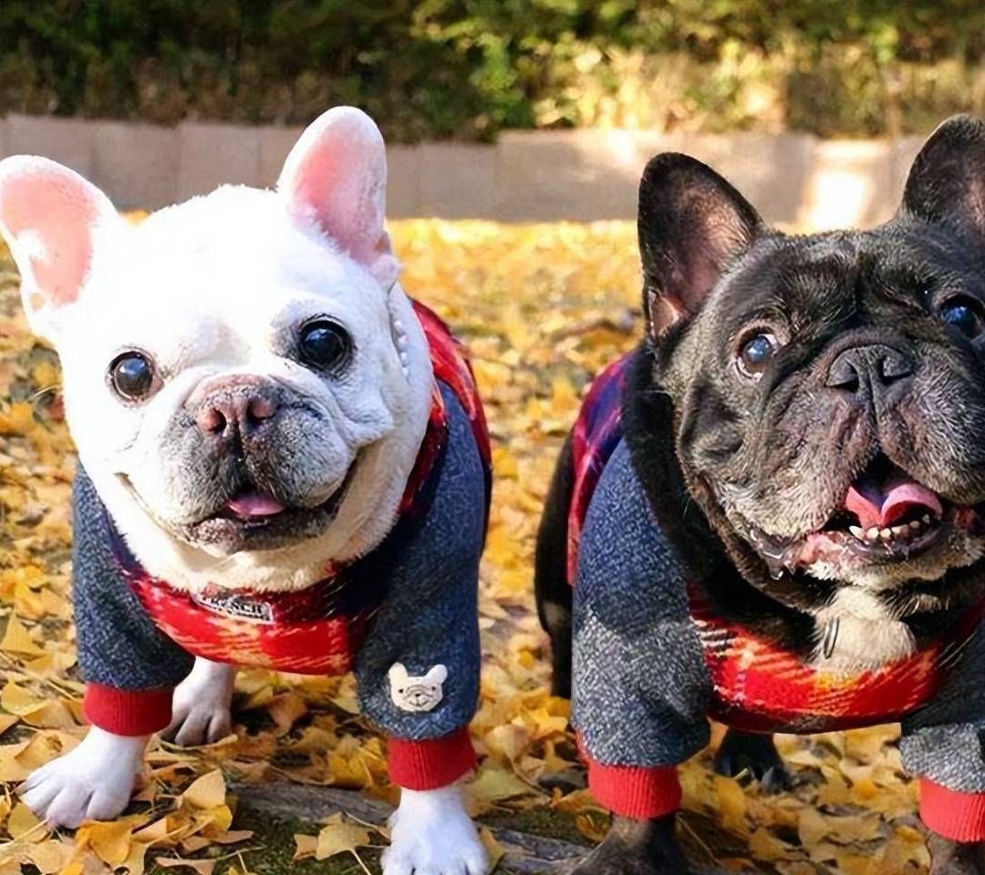 "法斗"和"巴哥"到底有什么区别?看懂这篇全搞清_狗狗_耳朵_价格