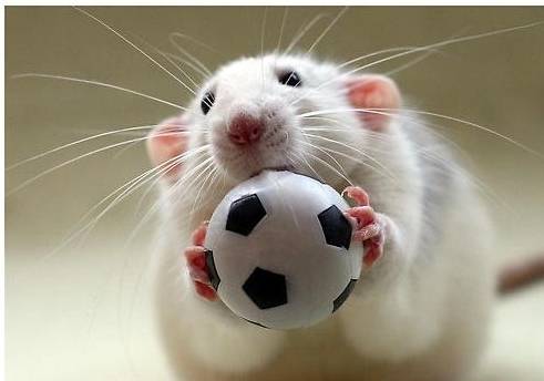 为什么喜欢仓鼠的宠主,看到老鼠会尖叫?