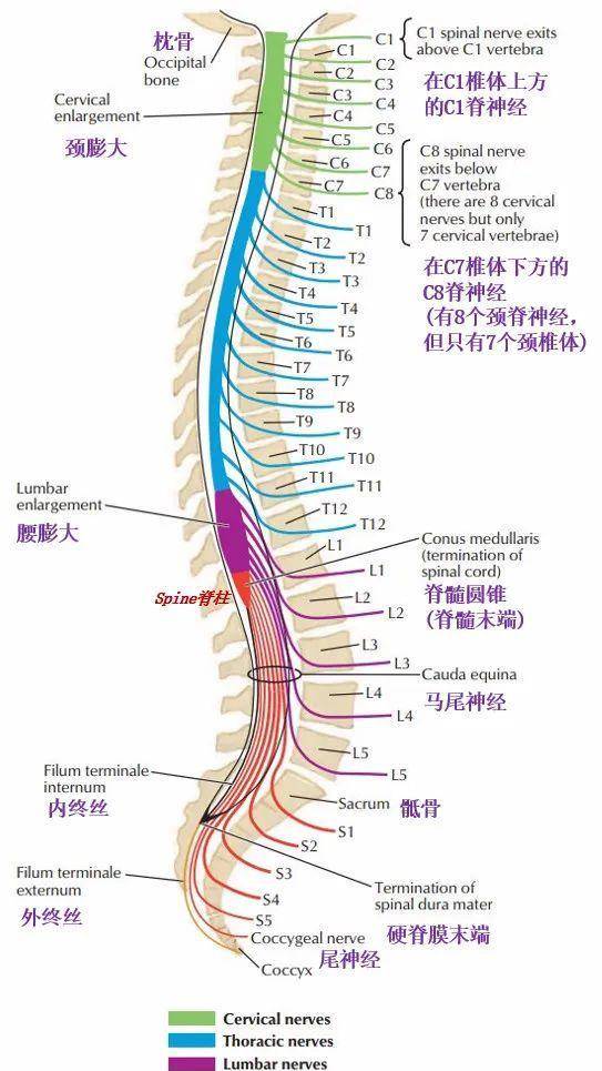 脊神经根分布图图片