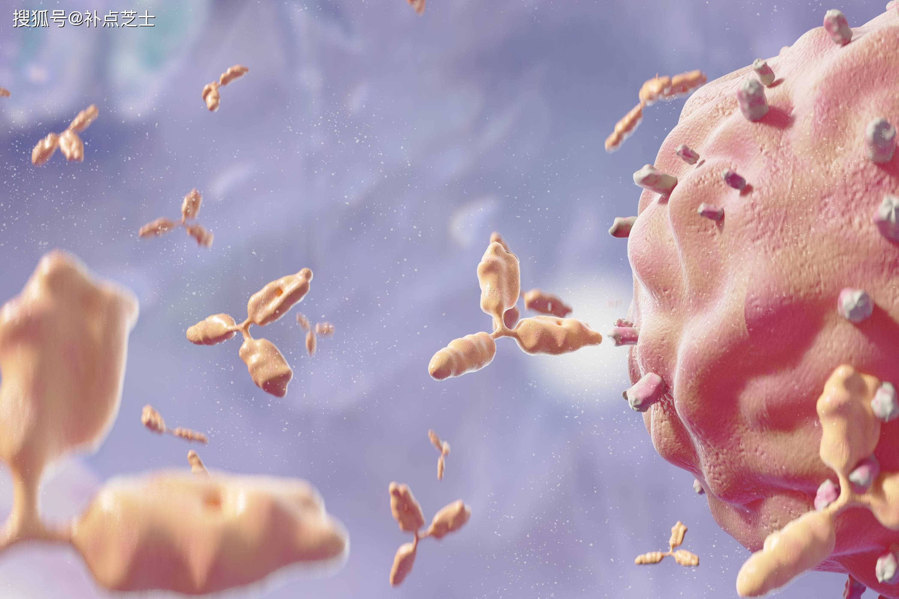 抗原表位是什么?它都有哪些类型和特征?_分子_抗体_识别