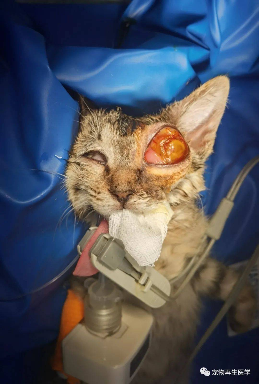 眼科病例|猫咪眼球摘除后应用ecm海绵填充_细胞_软组织_动物