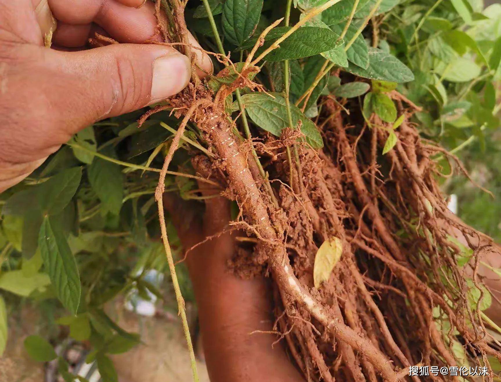 过年去医药用品市场,看到药品市场上的"千斤顶"价格很高;大根500克40