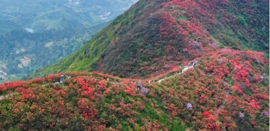 杜鹃花（杜鹃花开花时间） 第3张