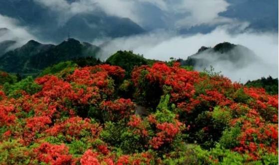 丹寨龙泉山杜鹃花"如约绽放" , 特色"杜鹃花节"正式启动_花海_游客