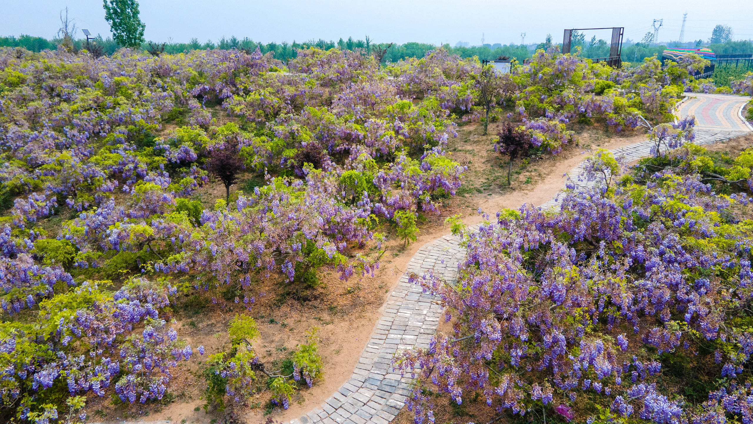 砀山旅游景点图片