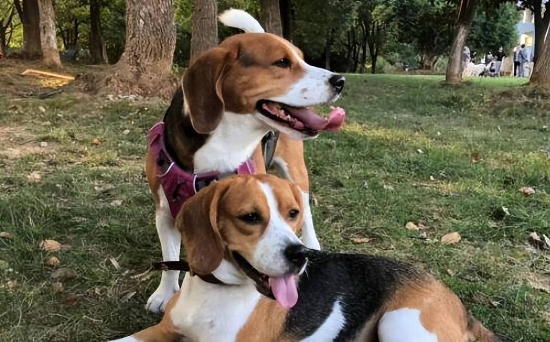 比格犬虽然有当警犬的料,但它的智力排名比较低,在众多狗狗的智商排行