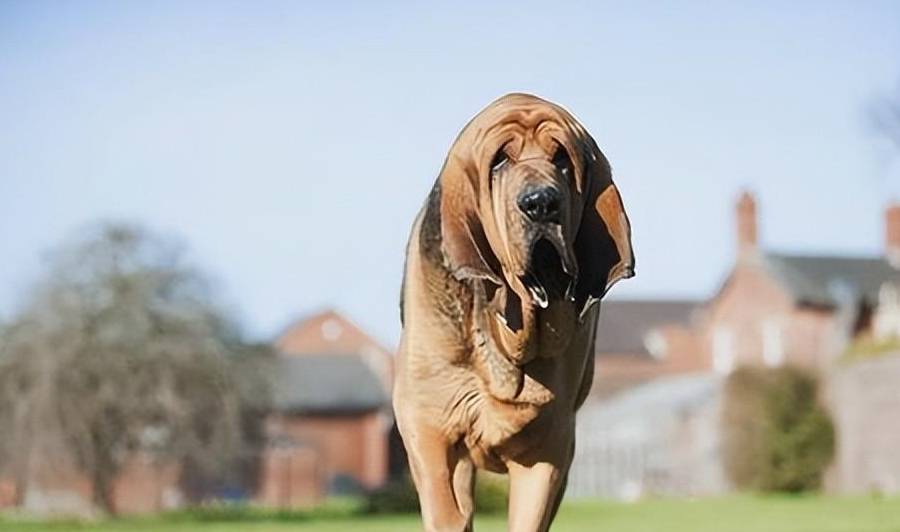 目前仅存有3000只左右泰国脊背犬