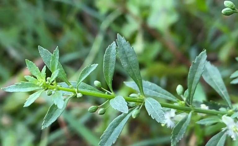 走游草图片作用与功效图片