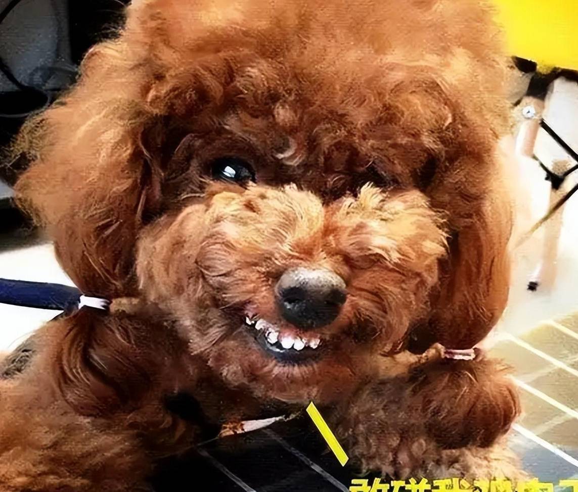 养犬人见到都绕道走_狗狗_主人_品种