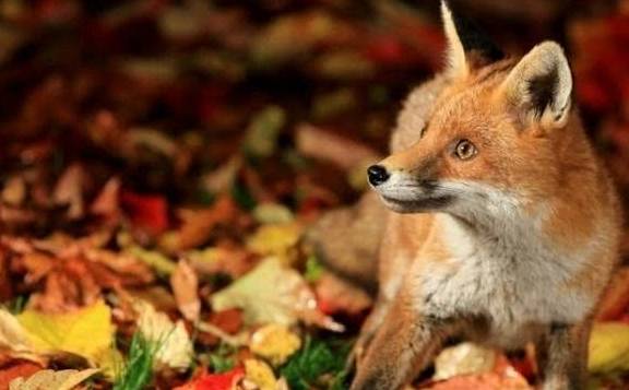 心理测试:选一只最狡诈的狐狸,一秒测出你性格中最大弱点!