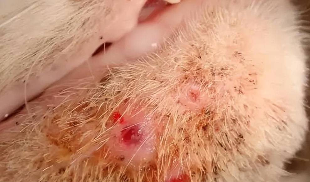 猫咪的颜值杀手-黑下巴_细菌_家长_原因