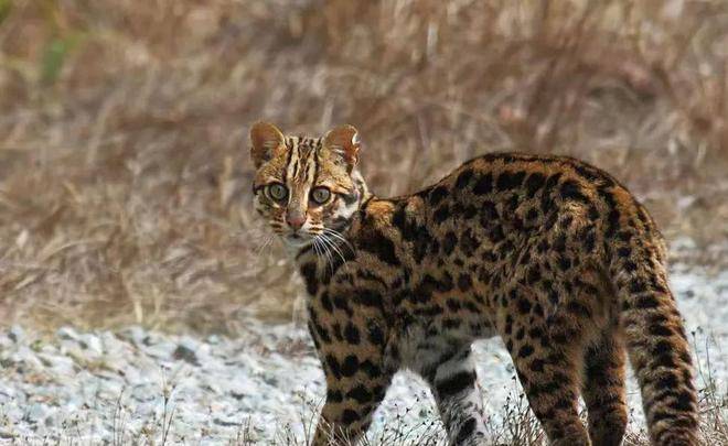 四川瓦屋山首次发现豹猫，和家猫有何不同，拿回家养得熟吗？（瓦屋山能耍多久）