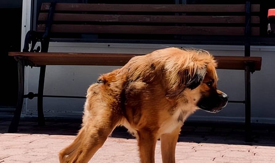 养狗不能养"卡西莫多犬",浑身是病,养不起_狗狗_脖子_主人