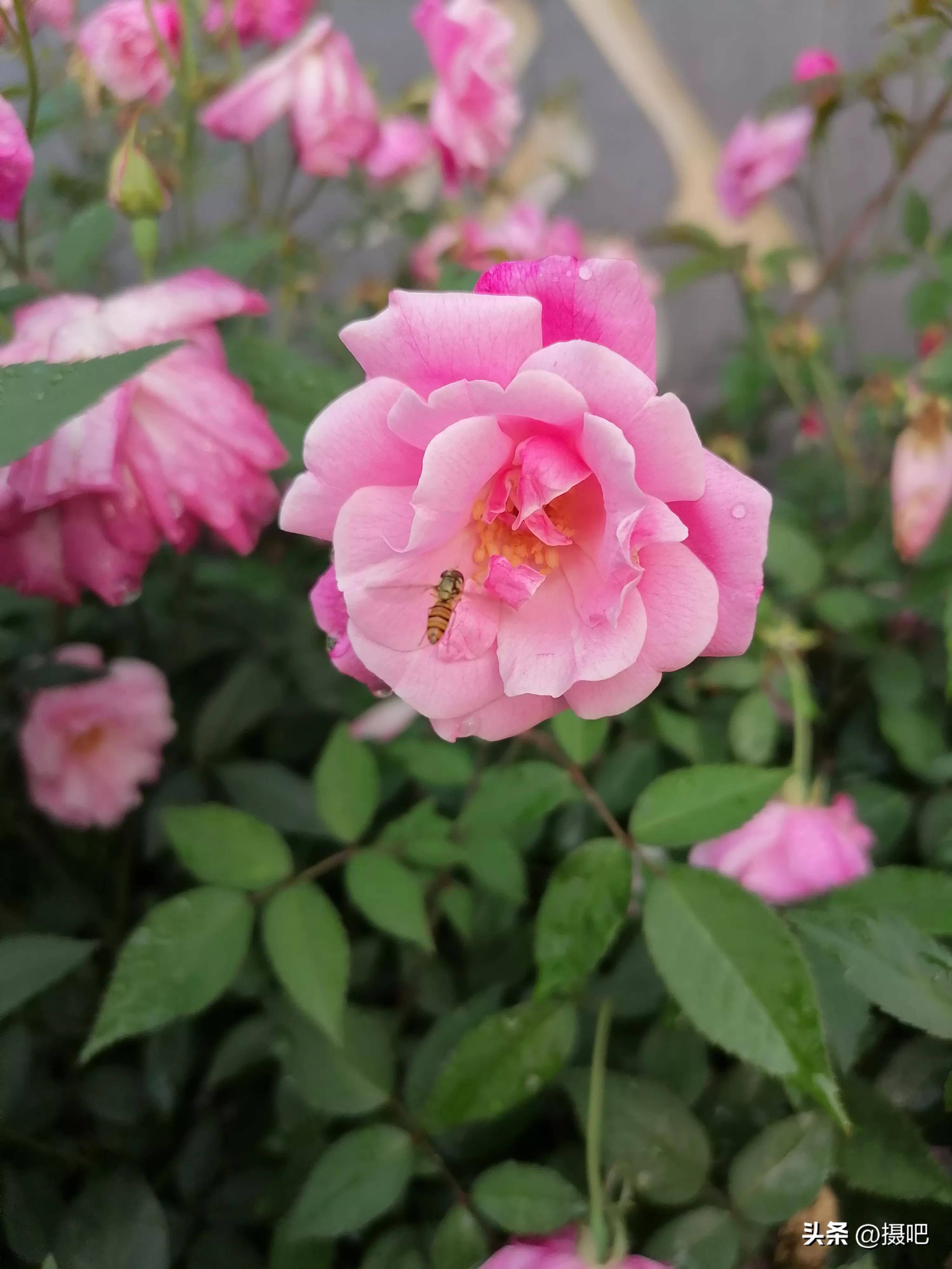 雨后的红月季red rose after the rain