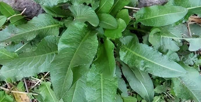 俗称"金不换",过去被当猪食菜,殊不知根部作用大_植株_野菜_中药