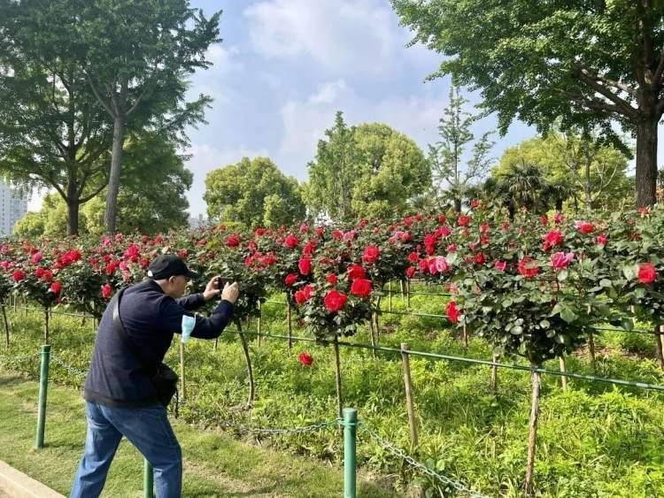 花廊（花廊拍照姿势） 第9张