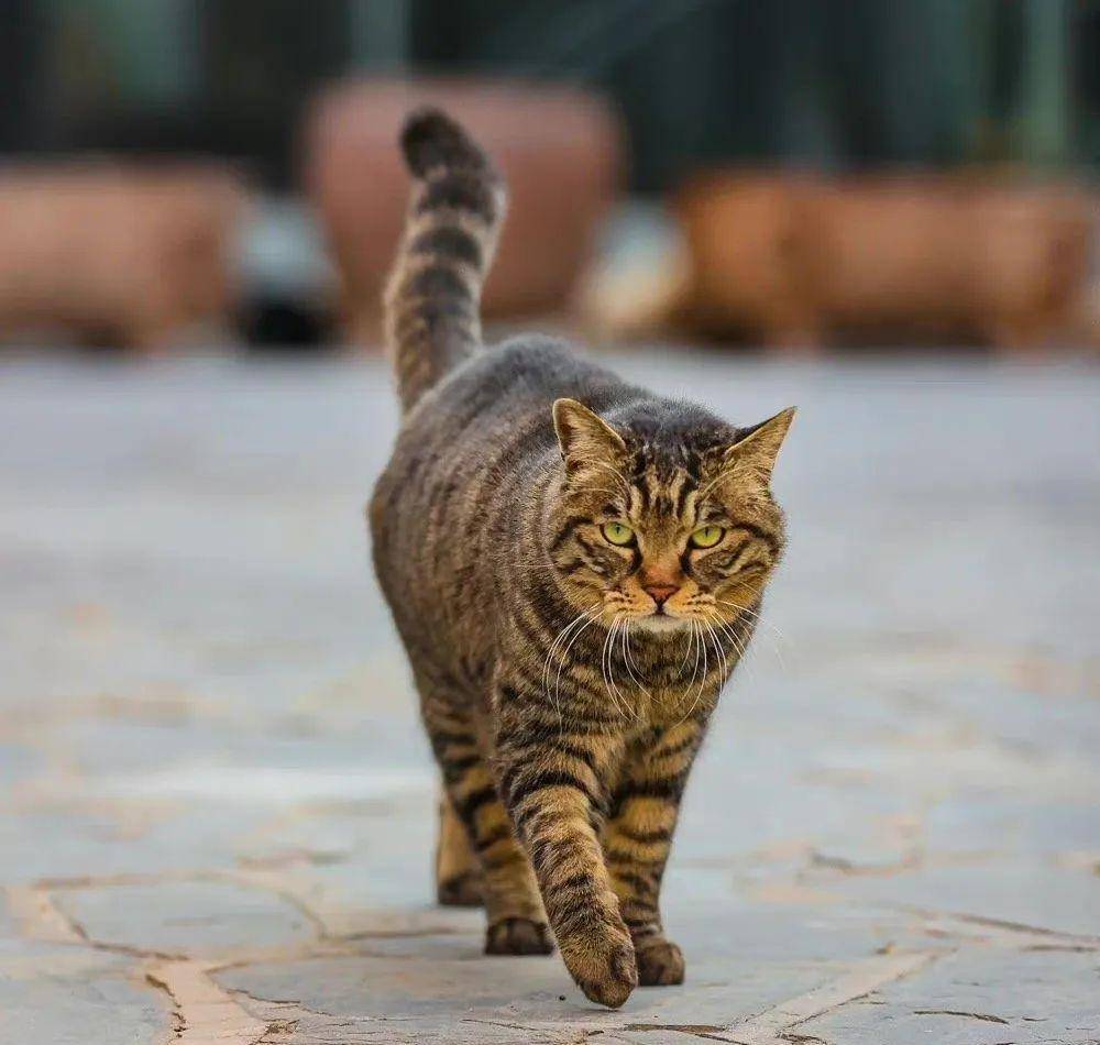 观复猫是什么_观复博物馆可以摸猫吗_观复博物馆猫阴阳猫