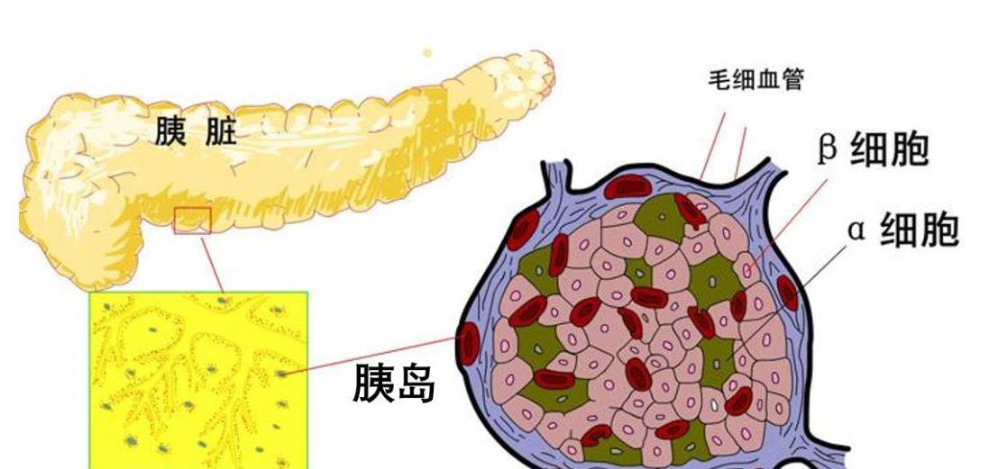 当机体内的胰岛素分泌不足或功能减退时,使葡萄糖不能被充分利用,进而