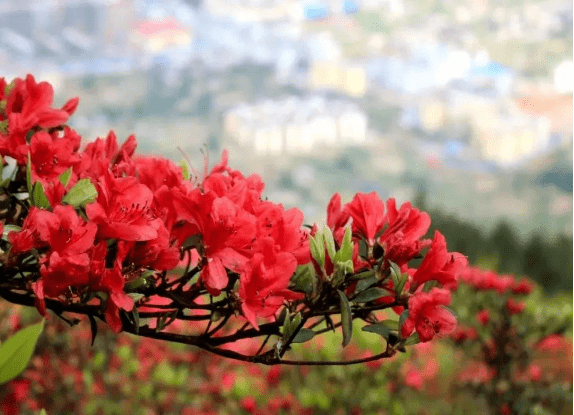 杜鹃花（杜鹃花一年开几次花） 第2张