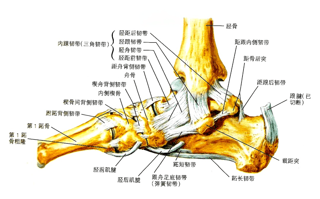 3 韧带结构 踝关节的韧带结构对维持踝关节的稳定性起着至关重要的