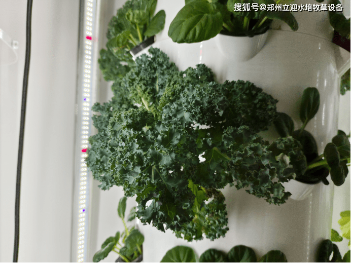 如何在室内水培种植羽衣甘蓝？这些方法很实用！(盆栽羽衣甘蓝的种植方法视频)