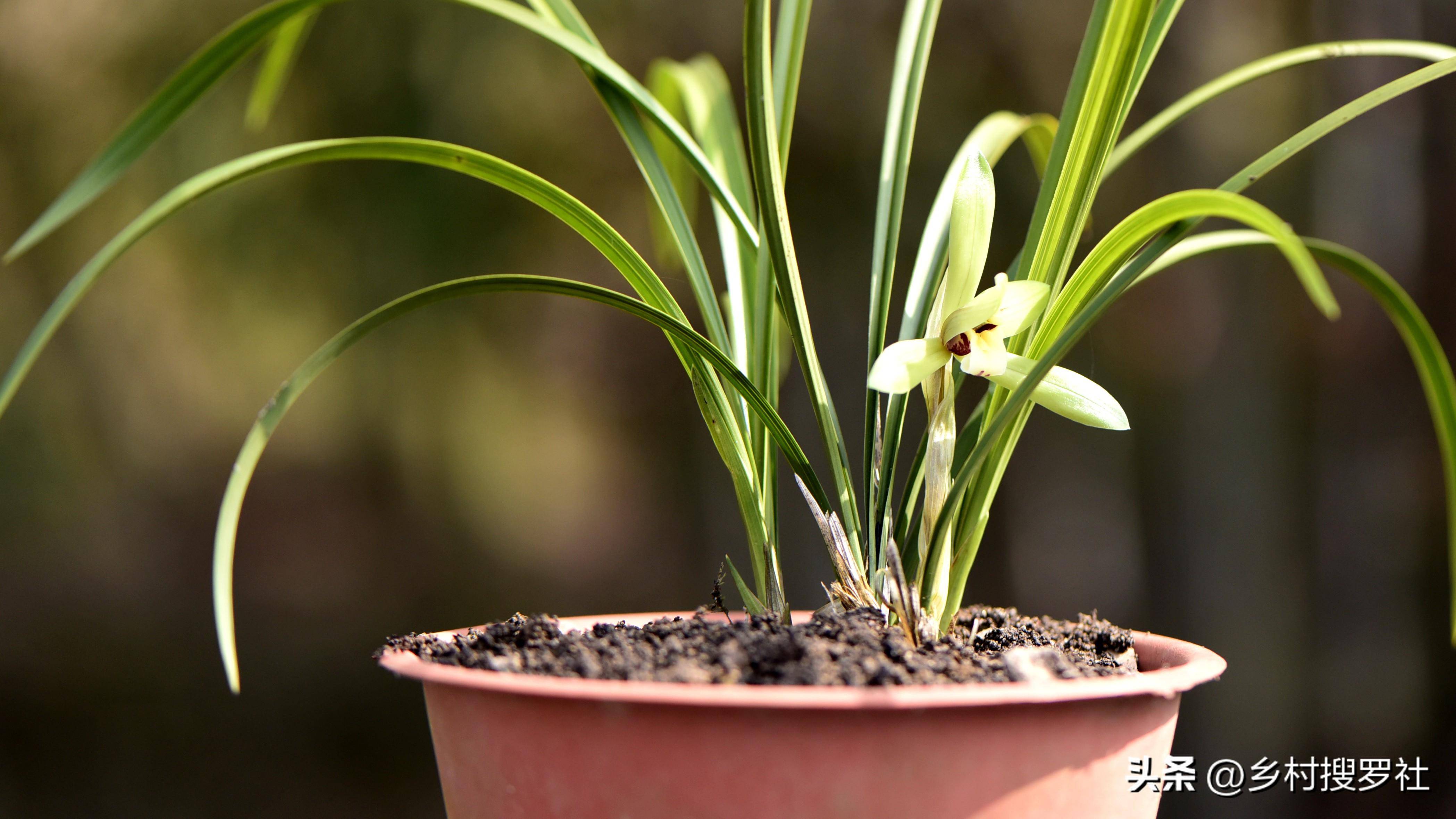 种植春兰和蕙兰,5月份的管理重点,70%的新手还不知道_兰花_肥料_兰苗
