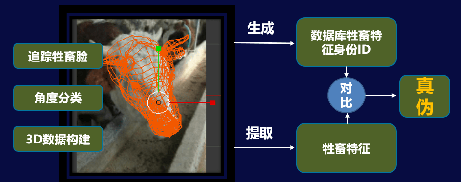 牛脸识别图片