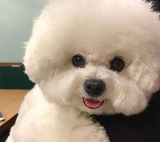 憨态可掬的棉花糖比熊,这么软萌的狗狗请给我来一打!_主人_因为_影响