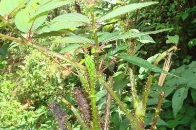 鹊不踏又称刺脑包,这菜你见过没?据说吃了很好哦!_香椿_研究_水分