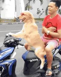 关于快播公司正式宣告破产的信息