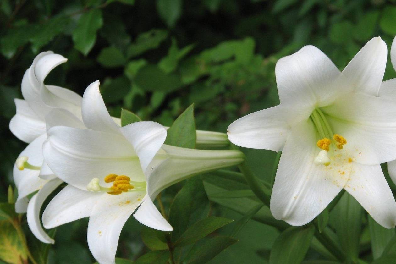 正确栽种管理百合花,能够让其爆花复花,你学会了吗_块根_影响_环境