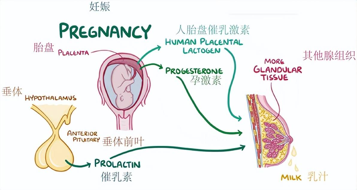 这时候胎儿即将临产