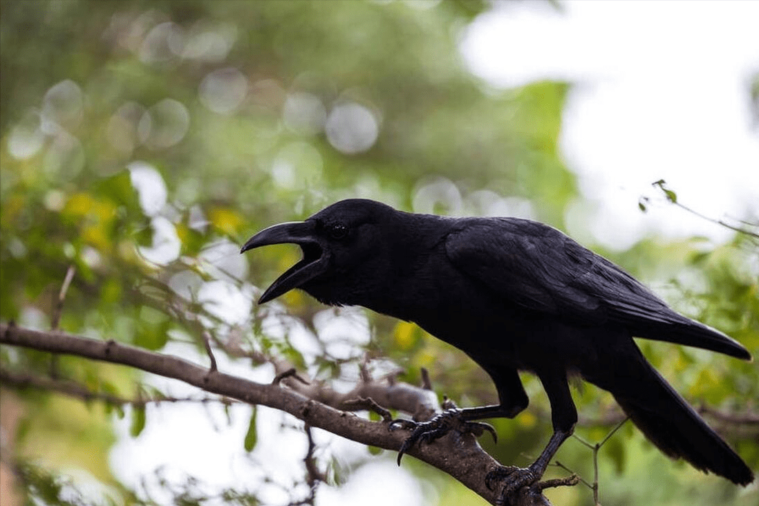 "乌鸦叫祸事到,喜鹊叫喜事到"啥意思?这两种鸟真能知凶吉?
