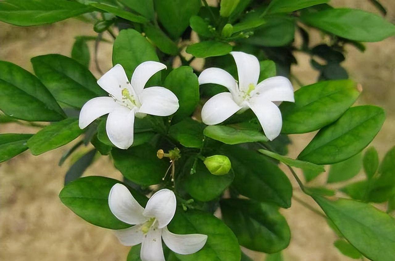 九里香花香浓郁,有花友说不适合在室内养,是真的吗