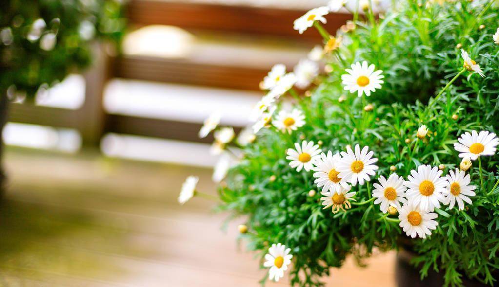 原创            玛格丽特的养殖方法和注意事项，让它开出美丽的花朵（玛格丽特的养殖方法和注意事项 盆栽）