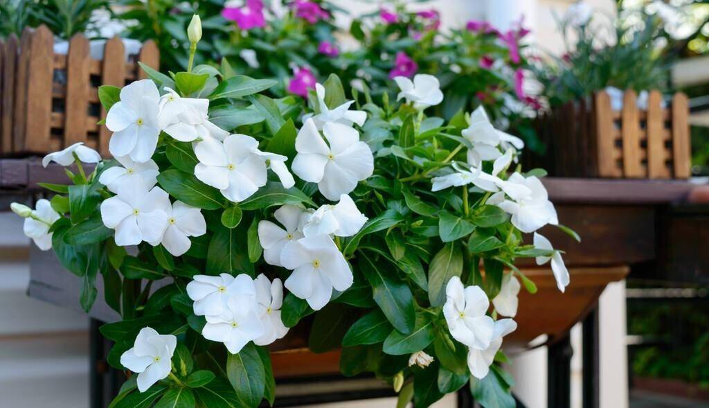 原创            想种植长春花，需要了解它的养殖方法和注意事项-长春花怎么种植方法